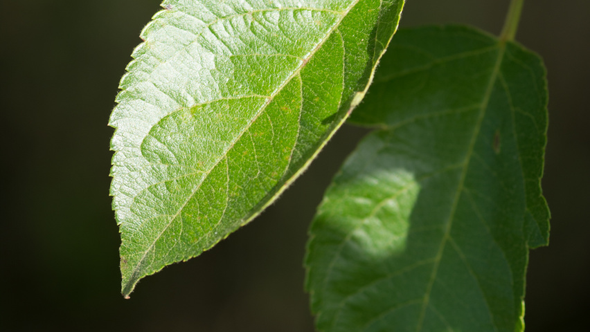 Malus 'Hillieri' blad