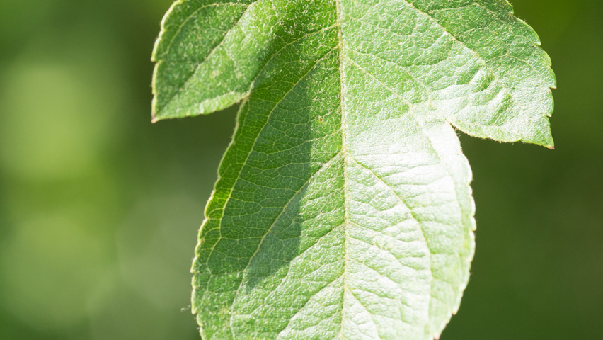 Malus 'Hillieri' blad