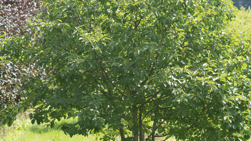 Malus 'Hillieri' meerstammig
