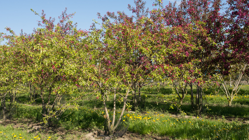 Malus 'Hillieri' meerstammig
