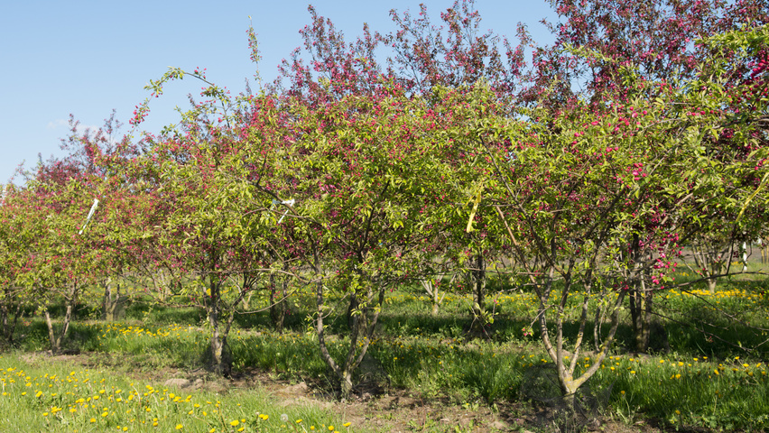 Malus 'Hillieri' meerstammig