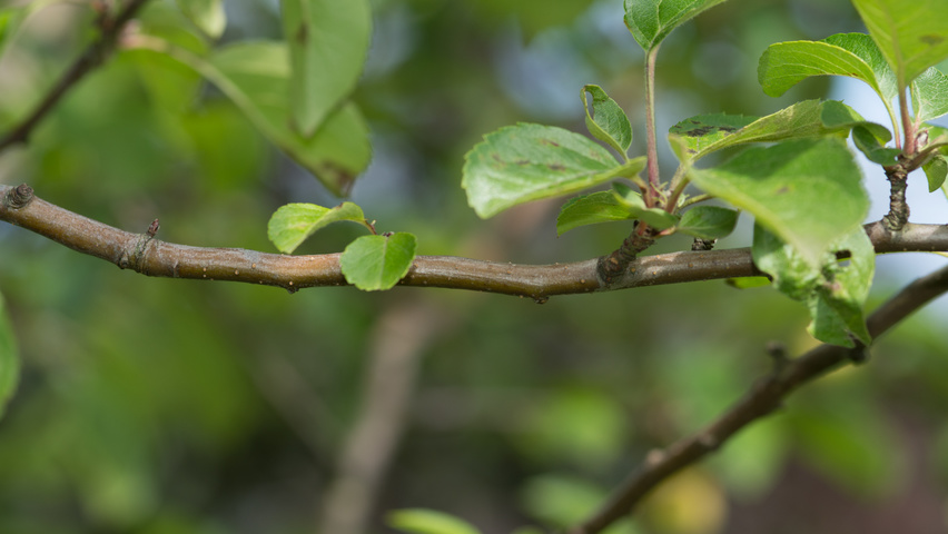 Malus 'Hillieri' twijgen