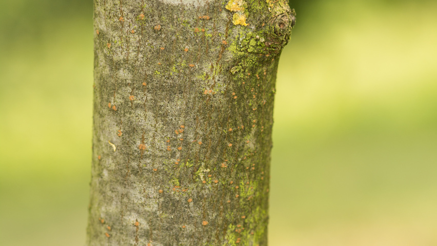 Malus 'Hopa' bark