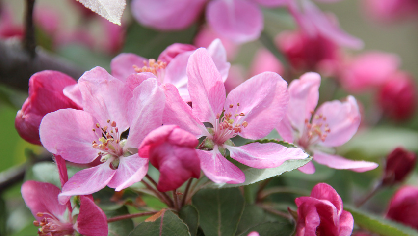 Malus 'Hopa' flowers