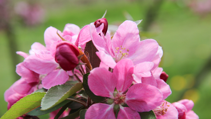Malus 'Hopa' flowers