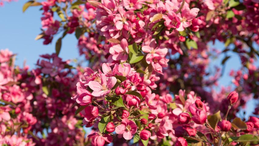 Malus 'Hopa' flowers