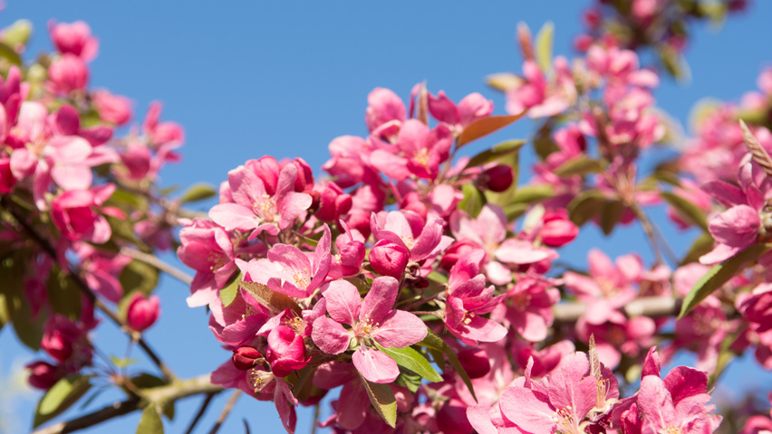 Malus 'Hopa' flowers
