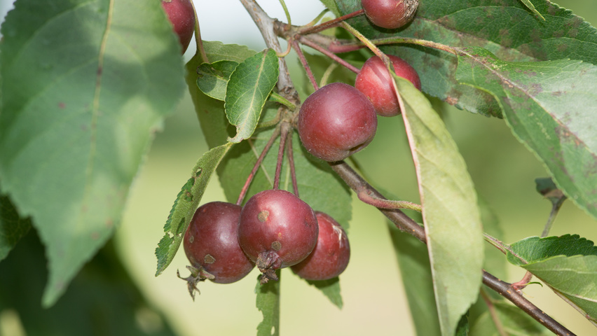 Malus 'Hopa' fruits