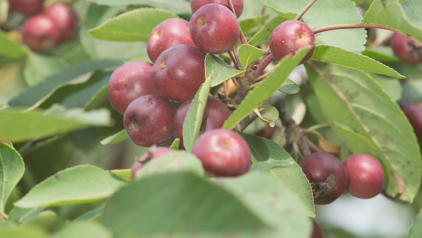 Malus 'Hopa' fruits