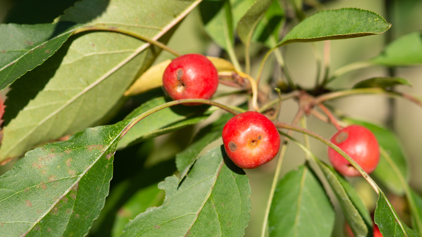 Malus 'Hopa' fruits