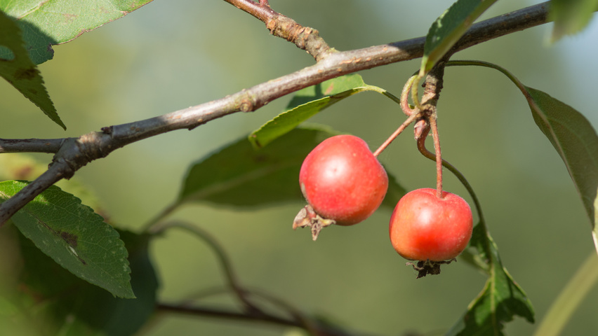 Malus 'Hopa' fruits