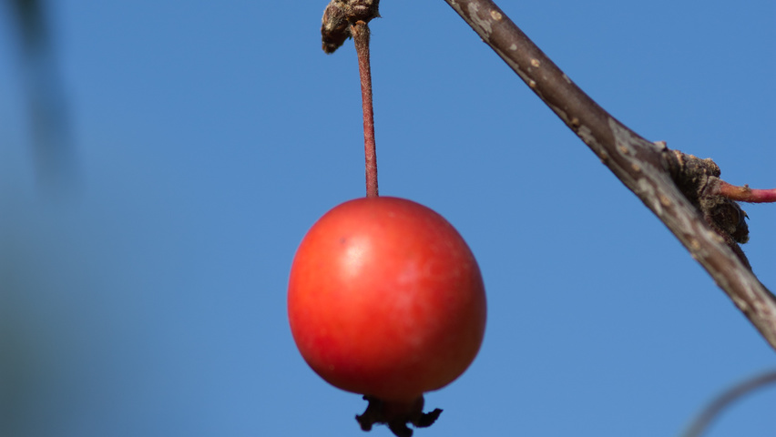 Malus 'Hopa' fruits
