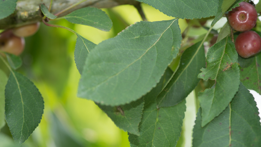 Malus 'Hopa' leaves