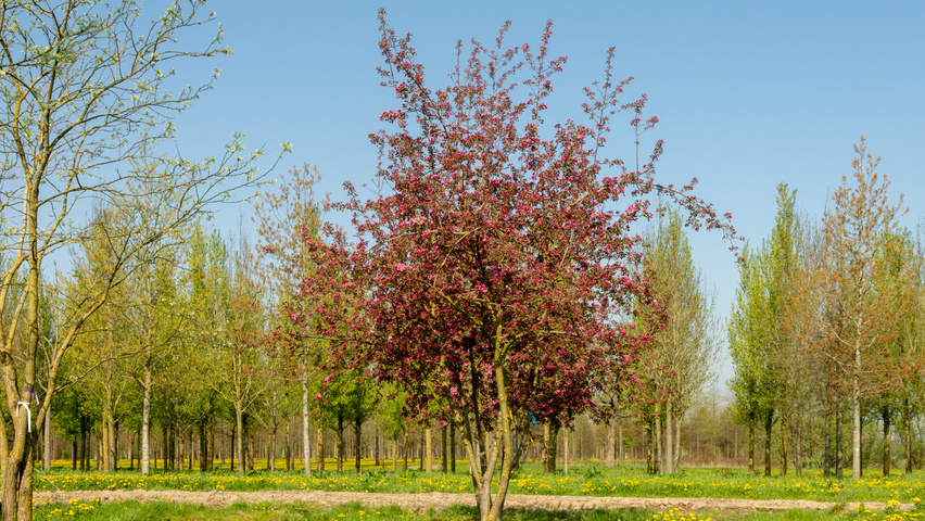 Malus 'Hopa' multi-stem umbrella