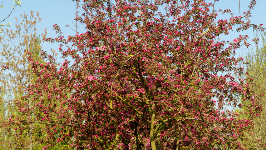 Malus 'Hopa' multi-stem umbrella
