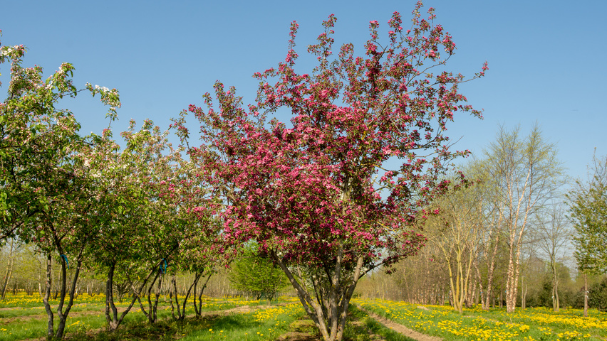 Malus 'Hopa' multi-stem umbrella