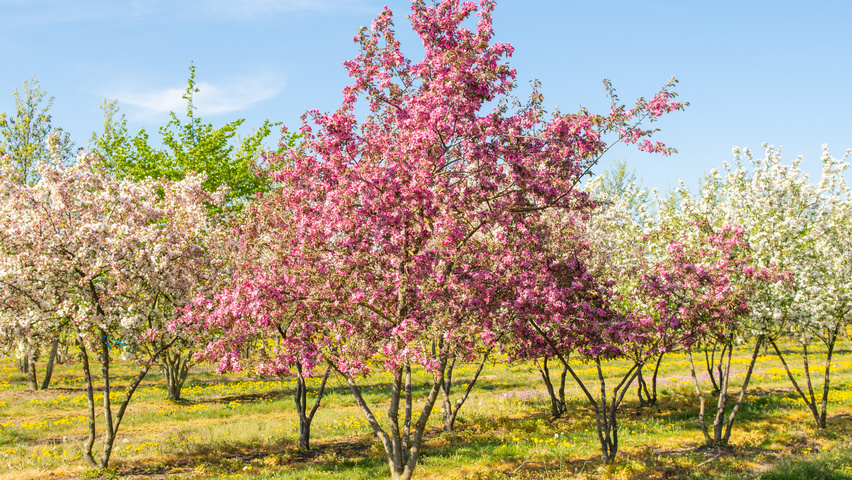 Malus 'Hopa' multi-stem umbrella