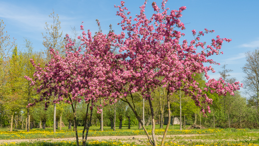 Malus 'Hopa' multi-stem umbrella