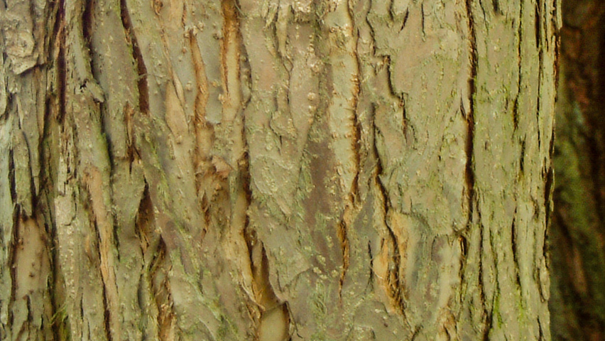 Malus hupehensis Rinden