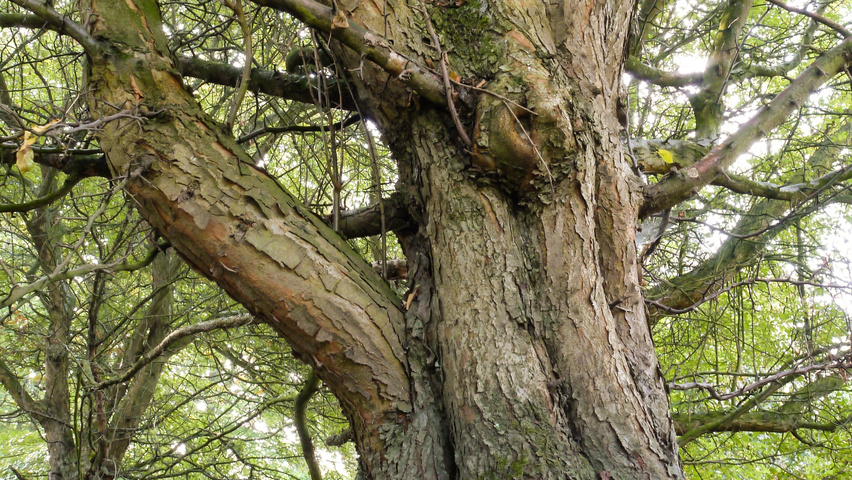 Malus hupehensis Rinden