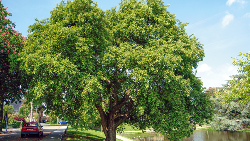 Malus hupehensis charakteristische