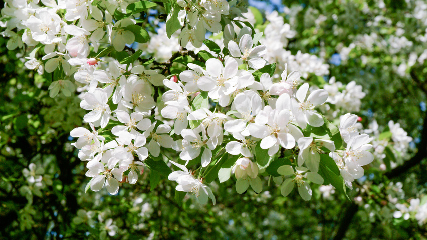 Malus hupehensis Blumen