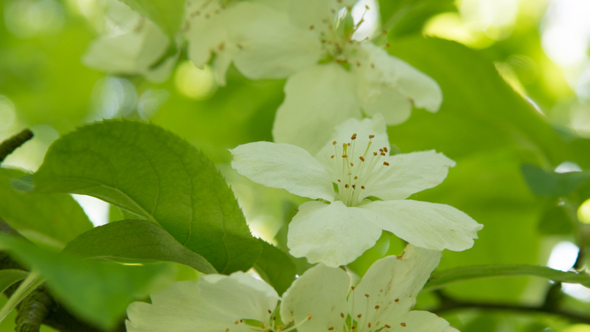 Malus hupehensis Blumen