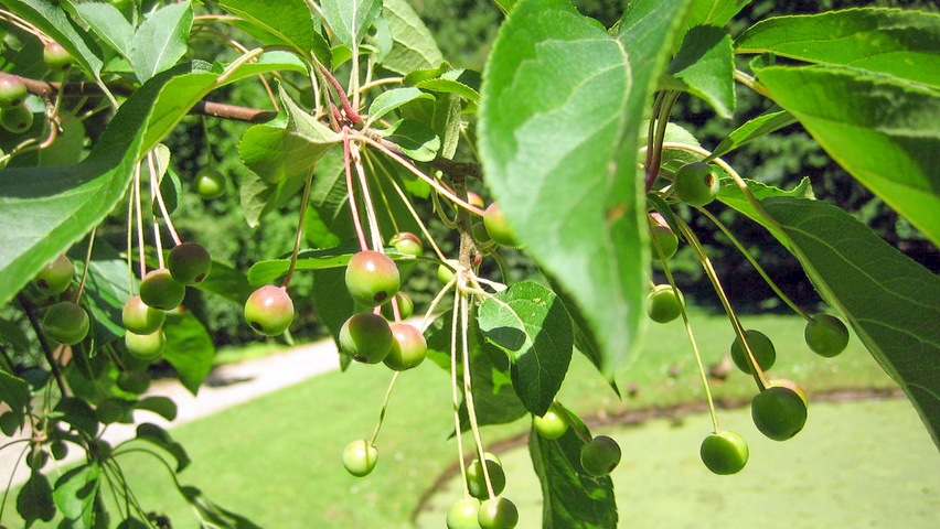 Malus hupehensis Frucht