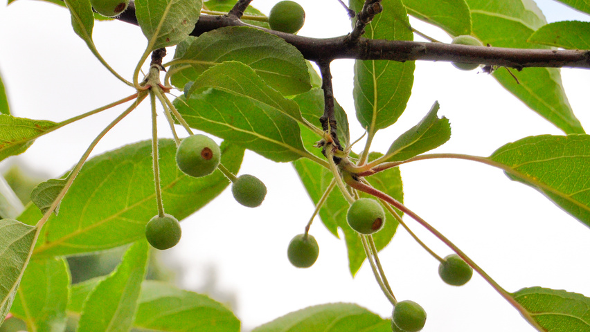 Malus hupehensis Frucht