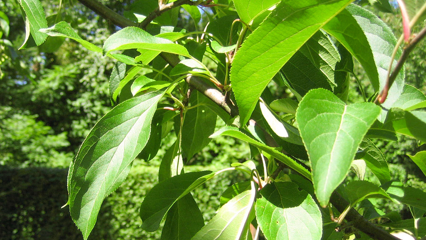 Malus hupehensis Blatt
