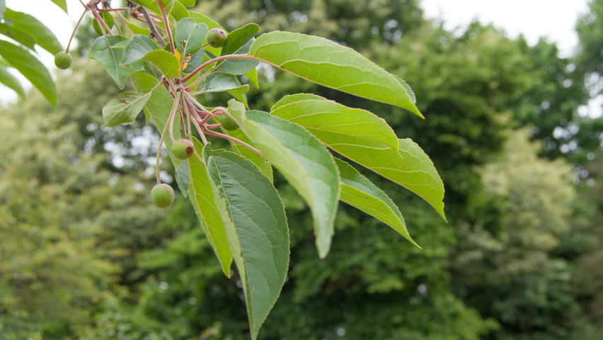 Malus hupehensis Blatt