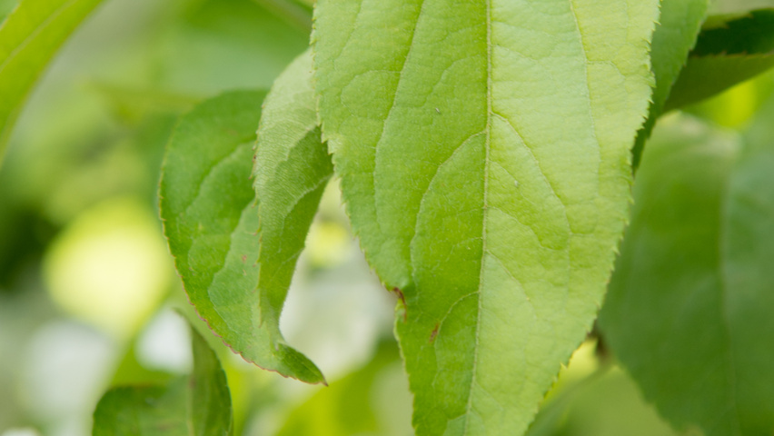 Malus hupehensis Blatt