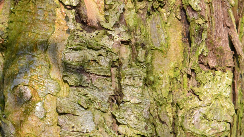 Malus 'John Downie' kora