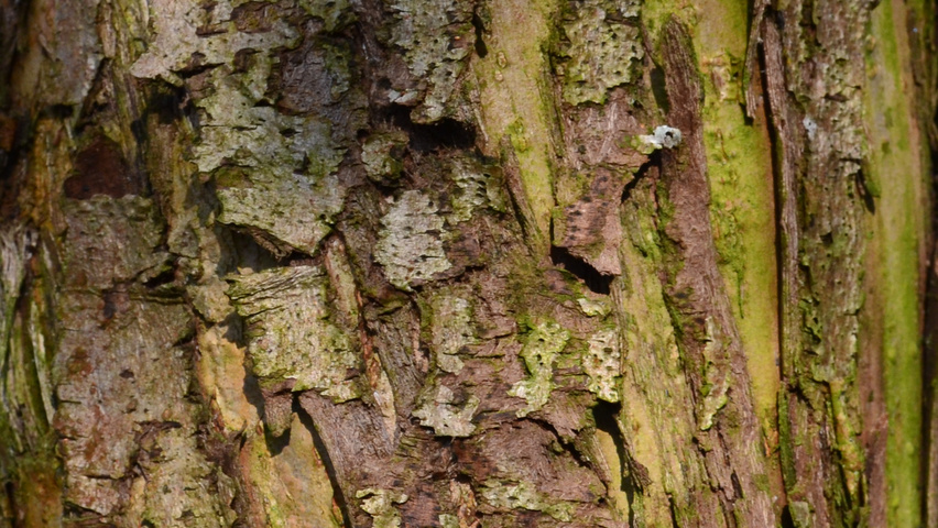 Malus 'John Downie' kora