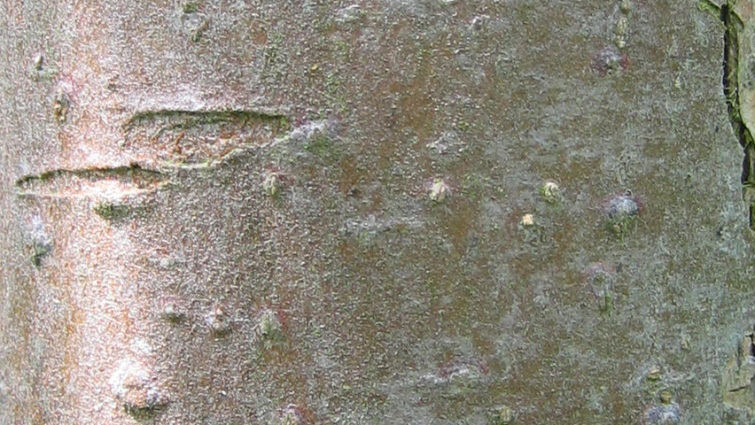 Malus 'John Downie' kora