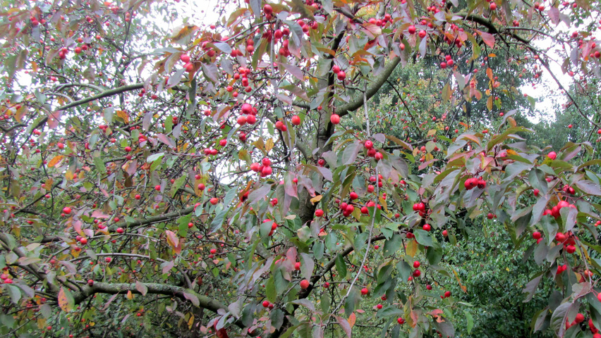 Malus 'John Downie' owoce