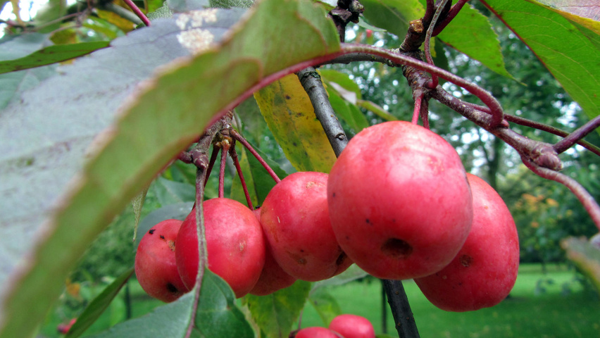 Malus 'John Downie' owoce