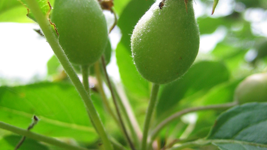 Malus 'John Downie' owoce