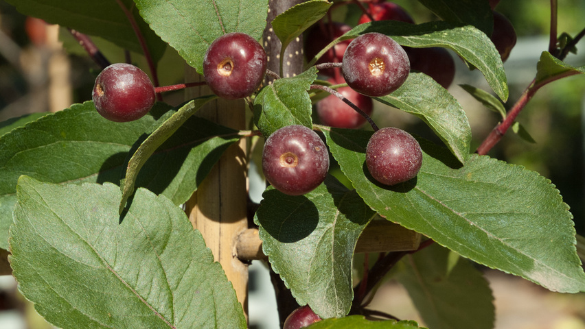 Malus 'John Downie' owoce