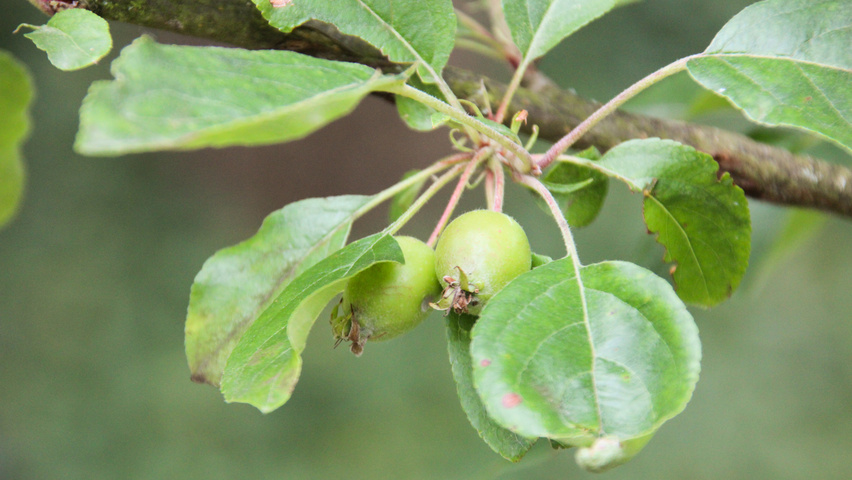 Malus 'John Downie' owoce