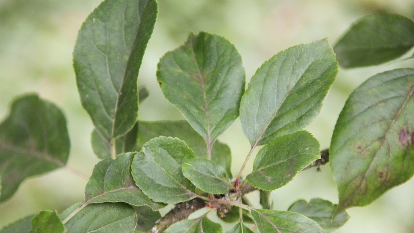 Malus 'John Downie' liście