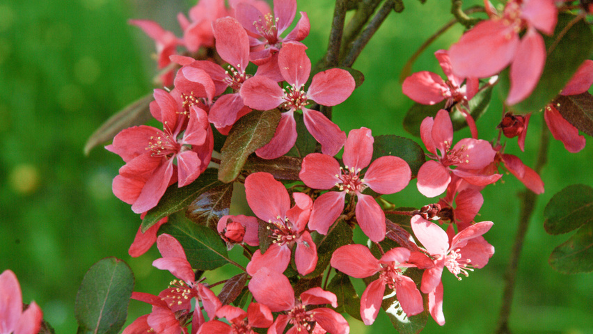 Malus 'Liset' flowers