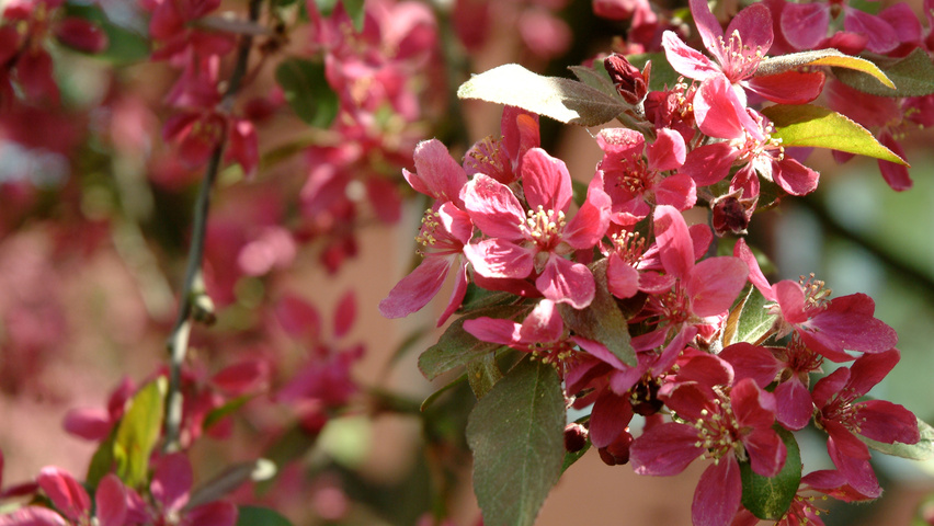 Malus 'Liset' flowers