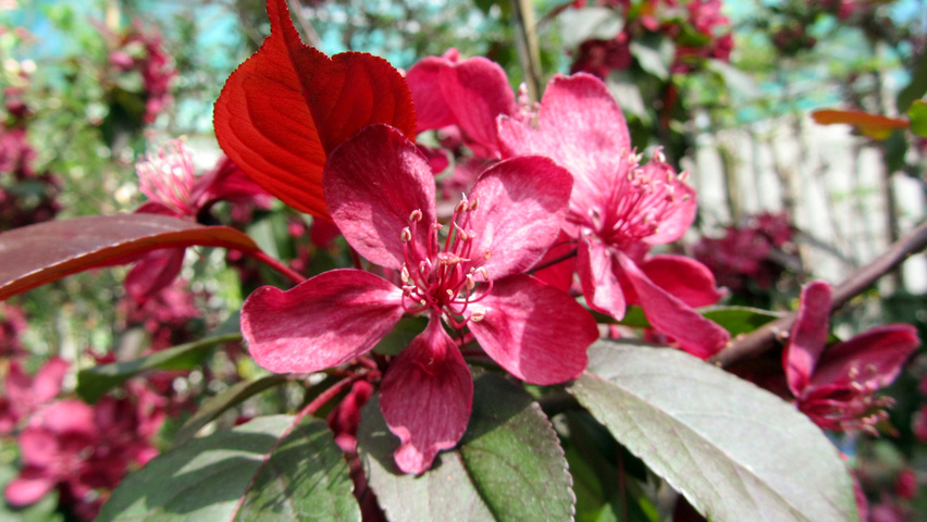 Malus 'Liset' flowers