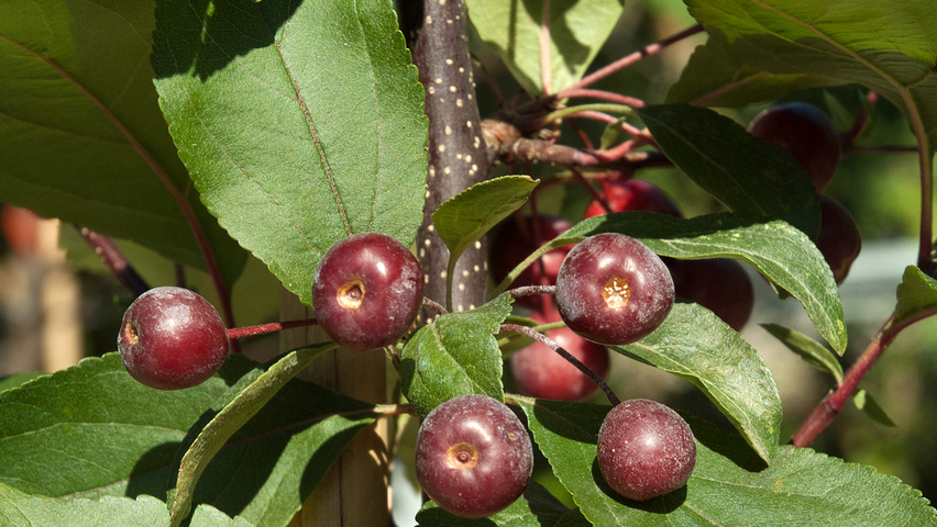 Malus 'Liset' fruits