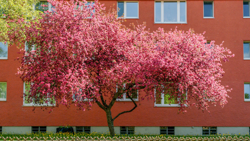 Malus 'Liset' half-stem