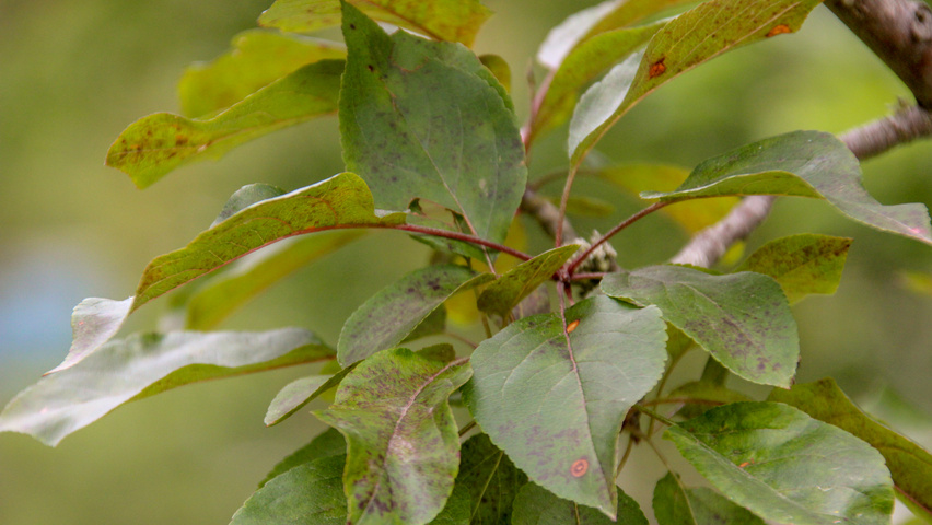 Malus 'Liset' leaves