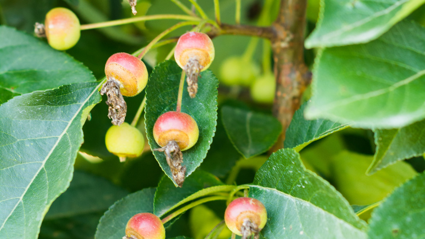 Malus 'Madonna' fruits
