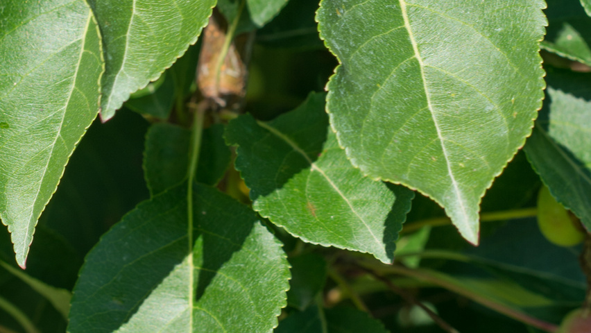 Malus 'Madonna' leaves