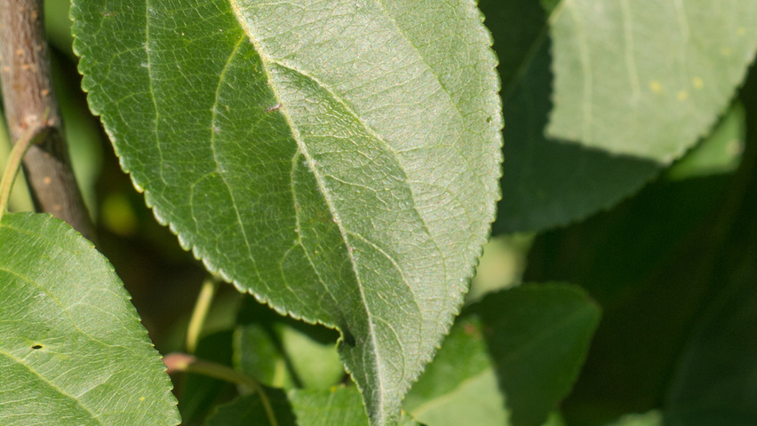 Malus 'Madonna' leaves